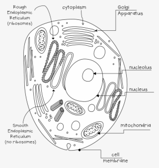 Animal Cell Black And White - Circle - Free Transparent PNG Download ...