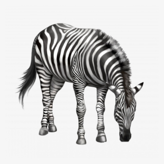Medium Size Of How To Draw Animal Print Step By Zebra - ม้าลาย Png #9083560