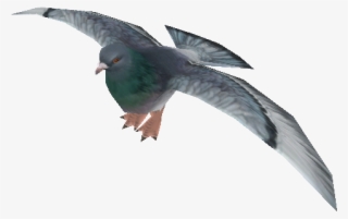 The Rock Dove Or Rock Pigeon Is A Member Of The Bird - Zoo Tycoon 2 Pigeon #9084057