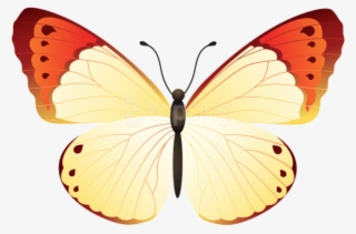 Free Png Download Butterfly Clipart Png Photo Png Images - Large Copper #9085811