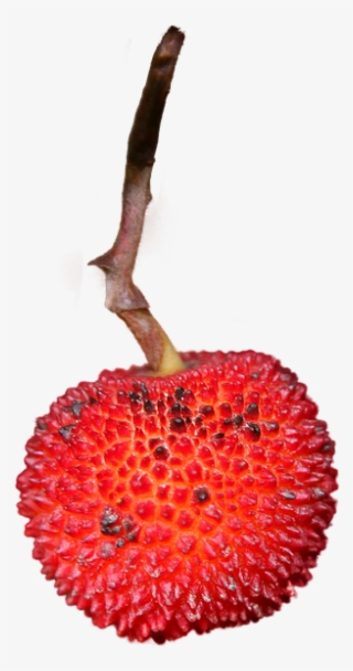 Strawberry, Isolated, Png, Fruit, Eat, Nature, Close - Berry #9087390