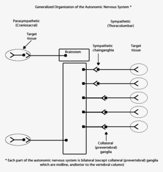 Generalized Organization Of The Ans Showing That Each - Diagram #9087954