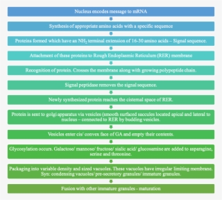 Formation Of Protein Component In Saliva- Flow Diagram - Przepisy Dotyczące Ochrony Środowiska #9089527
