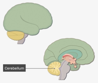An Image Showing The Cerebellum Labeled, Lateral And - Brain #9089883