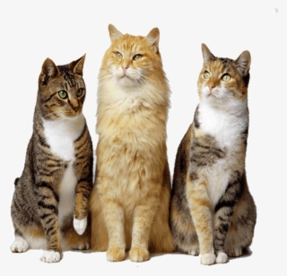 Adopt Cat - Imagens De Gatos Png #9090660