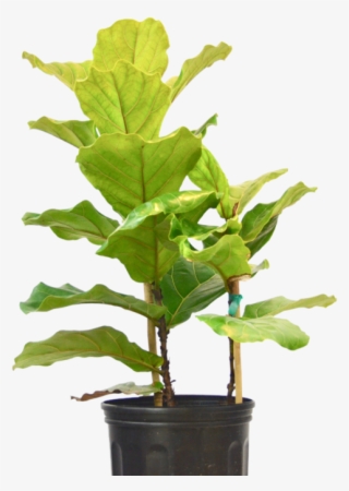 Ficus Lyrata 'fiddle Leaf Fig' - Flowerpot #9091670