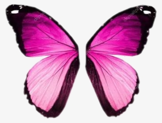 Asa Sticker - Pink Butterfly Wings #9092049