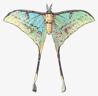 Luna Moth Scientific Illustration #9092192