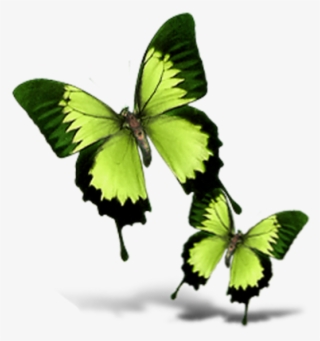 Butterfly #9092418 Butterfly #9092418
