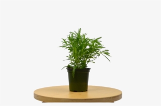 Lavender 'french' Plant - Houseplant #9092596