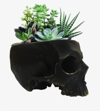 Skull Gold Edges Skull Planter / Skull Bowl / Cool - Bag #9093491