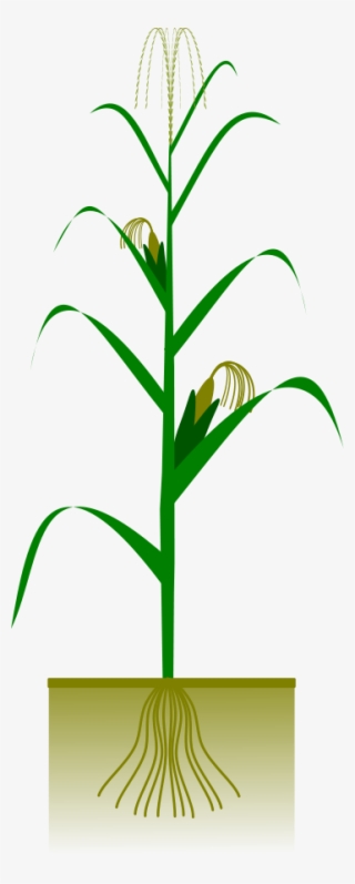 How To Set Use Maize Plant Svg Vector #9094571