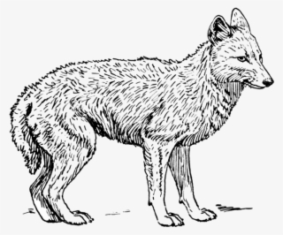 Jackal, Coyote Png, Download Png Image With Transparent - Jackal Drawing #9096544