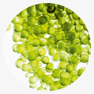 Botanical Caviar - Snap Pea #9097036