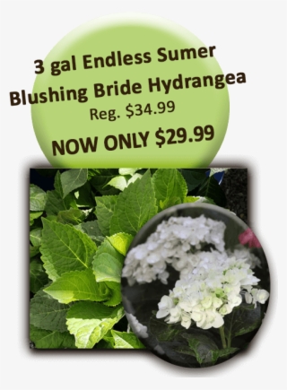 Endless Summer Blushing Bride - Trimble #9097730