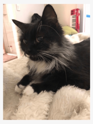 Donate To Petrescue - Black Cat #9099688