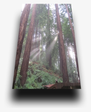 In Our Travels To Ancient And Historic Ruins I Have - Project #910394