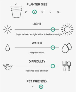 The 'gold Dust' Croton Plant Has Deep Green Leaves - Fern #910843