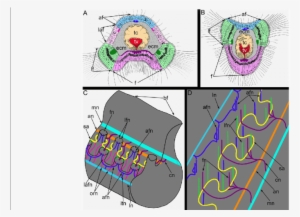 Schemes Of Innervation Of Tentacles And The Lophophore - Hemithiris Psittacea #911867