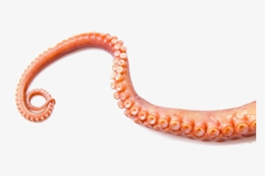 Octopus Tentacles Png Transparent Image - Octopus Tentacle Png #911932