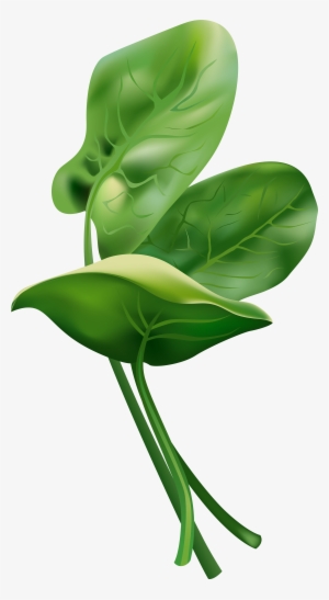 Picture Transparent Stock Free Png Clip Art Image Gallery - Anthurium #912310