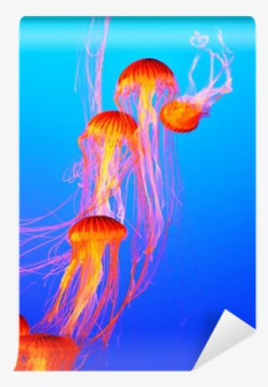 The Jellyfish With Thin Tentacles Wall Mural • Pixers® - Tentacle #912603