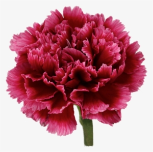 Wellington Carnation - Carnation #912816
