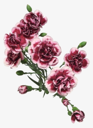 Cut Flowers Of Carnation Png - Transparent Painted Flowers Png #912845