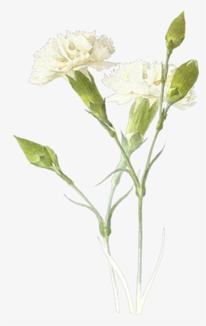 Laminas Y Trabajos Con Flores - Гвоздики #912847