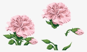 Carnations, Watercolor Flowers, Paint, Hands - Transparent Pink Carnation Clip Art #912875