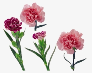 Royalty Free Library Carnation Vector Flower - 康乃馨 #912895
