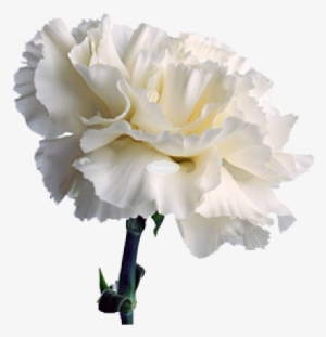Carnation 1 - White Carnation Png #912897 Carnation 1 - White Carnation Png #912897