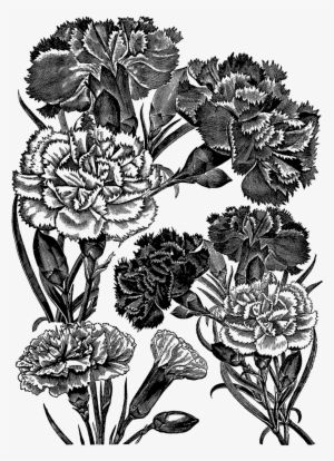 Digital Stamp Design - Black And White Transparent Carnation #912936