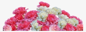 Carnations Can Be Delivered To Any Period But Lunch - Muskoka Retro #913083