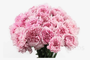 Carnation Flower Png #913164