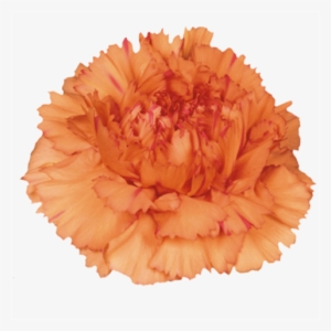 Carnation Solex - Orange Carnation Png #913223