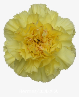 Colibri Flowers Carnation Hermes, Grower Of Carnations, - Hermès #913244