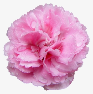 “pink Carnation - Carnation Transparent #913299