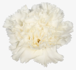 Dover - Carnation #913615