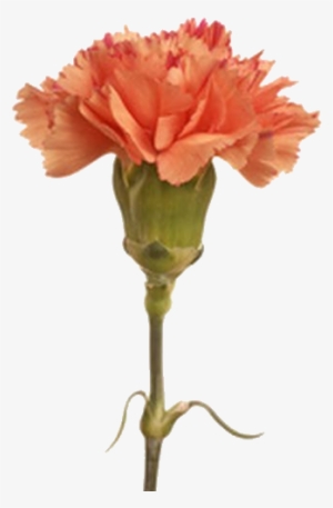 Independent Ask/rp Blog For Cagney Carnation, From - Carnation Flower #913646