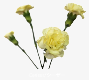 Added By Sunshine - Yellow Carnation Transparent #913669