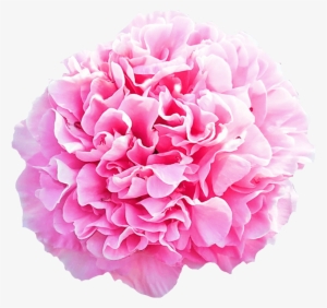 Peonies Boque Png #913818 Peonies Boque Png #913818
