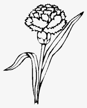 Carnation For Coloring #913922