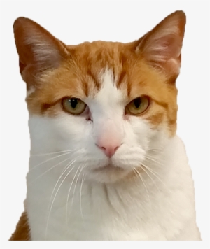 Cat Face Png #914073