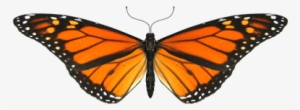 Mariposa Alas Pequeñas - Monarch Butterfly Transparent Gif #914097