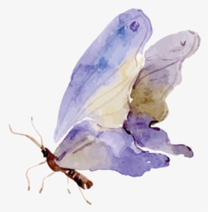 Juno May Music Butterfly Web - Watercolor Painting #914402
