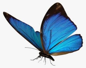 Popular And Trending Butterfly Stickers On Picsart - Picsart Butterfly #914487