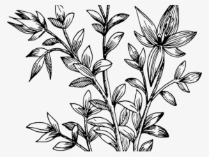Drawn Leaves Transparent - Растение Эскиз #914489 Drawn Leaves Transparent - Растение Эскиз #914489