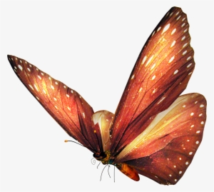 Imagenes De Mariposas Sin Fondo - Animales Png Sin Fondo #914573