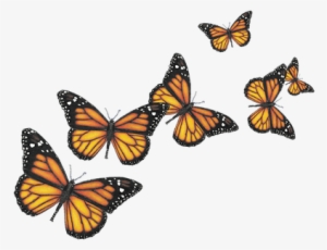 Butterfly Png #914622